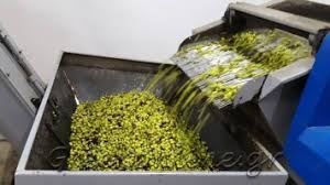 ΕΛΑΙΟΤΡΙΒΕΙΟ ΣΚΟΤΙΝΑ ΛΕΠΤΟΚΑΡΥΑ ΠΙΕΡΙΑ ΓΚΡΙΜΟΥΡΑΣ ΑΣΤΕΡΙΟΣ ΕΕ